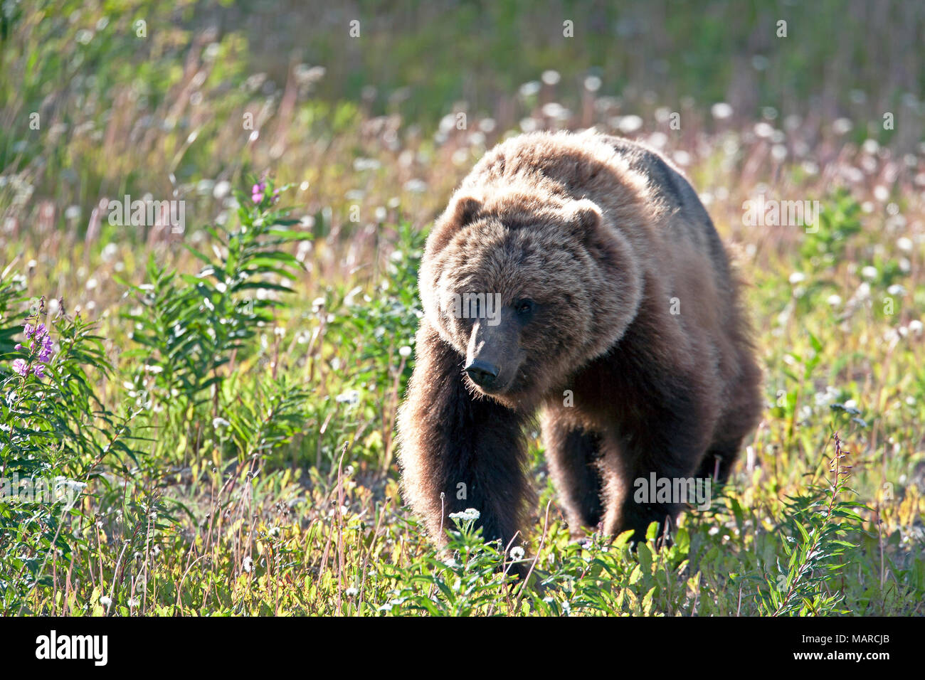 Orso grizzly (Ursus arctos horribilis) camminando sul prato fiorito. Nationl Kluane Park, Canada Foto Stock