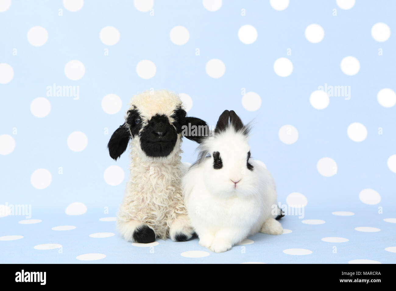 Vallese Blacknose pecore. Agnello (10 giorni) e nano coniglio peluche accanto all'altra. Studio Immagine contro una luce di sfondo blu con la polka dots. Germania Foto Stock