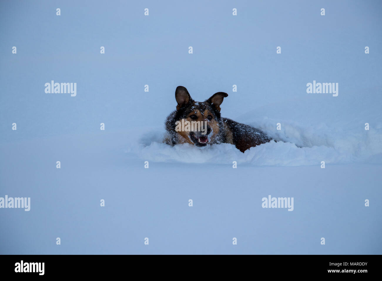 Cane a giocare nella neve Foto Stock