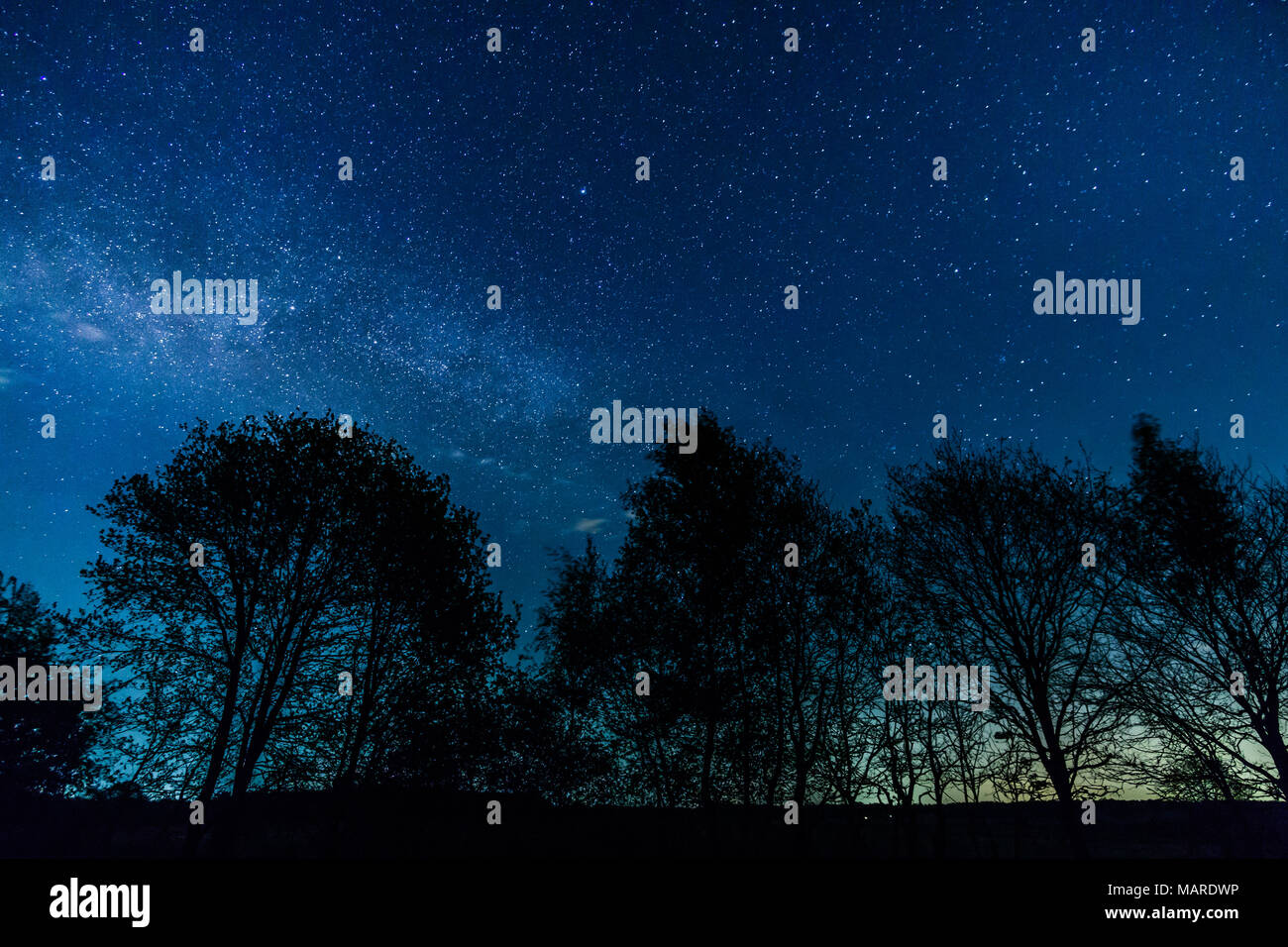 La Via Lattea si erge sopra gli alberi su un primo piano Foto Stock