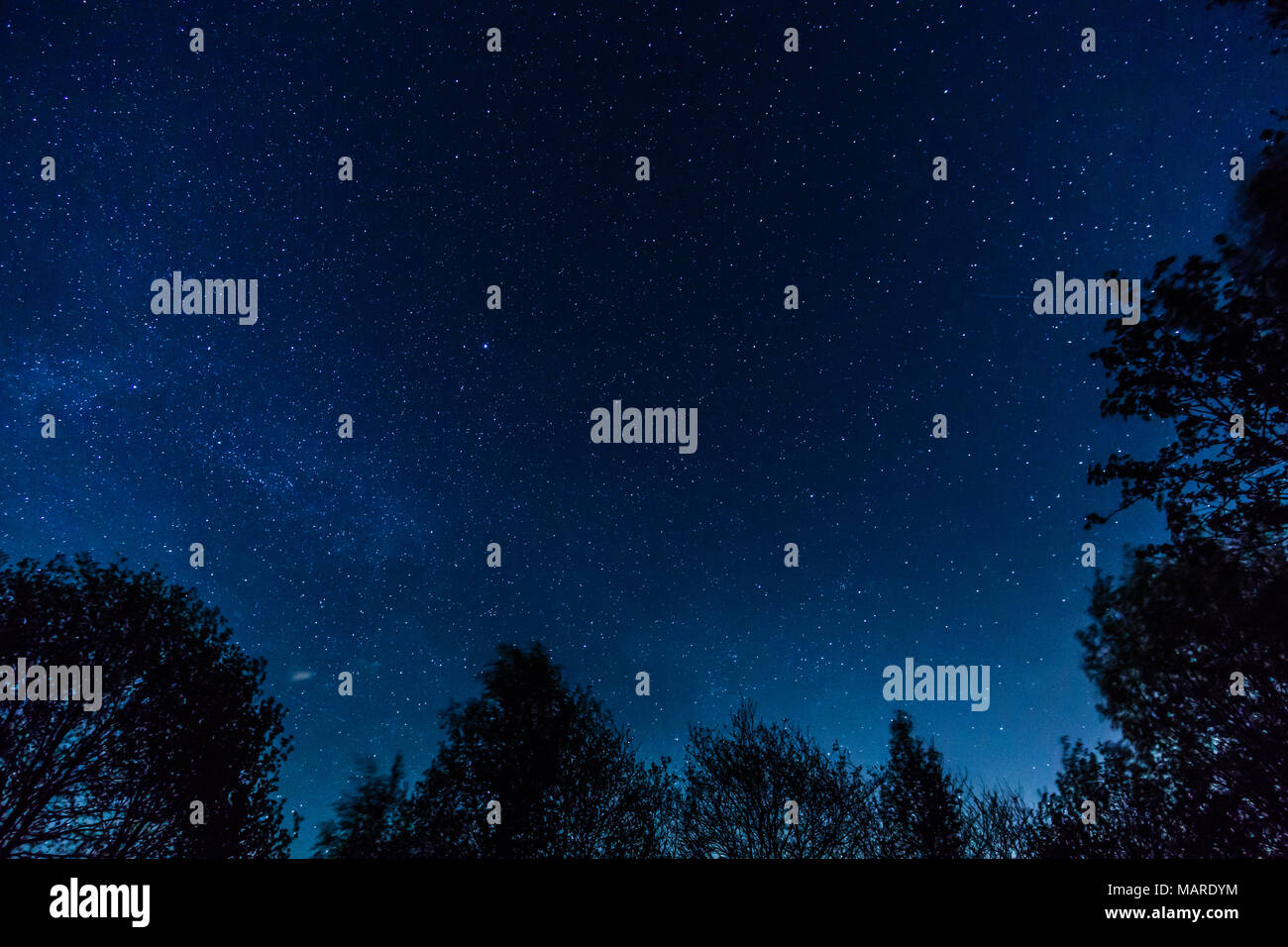 Silhouette di alberi contro lo sfondo del cielo notturno via lattea Foto Stock