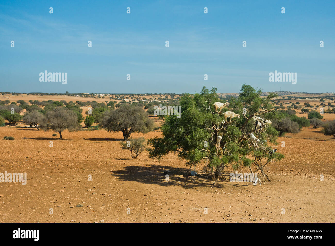 Sentito parlare di capre è salito su un albero di argan su un modo a Essaouira, Marocco Foto Stock