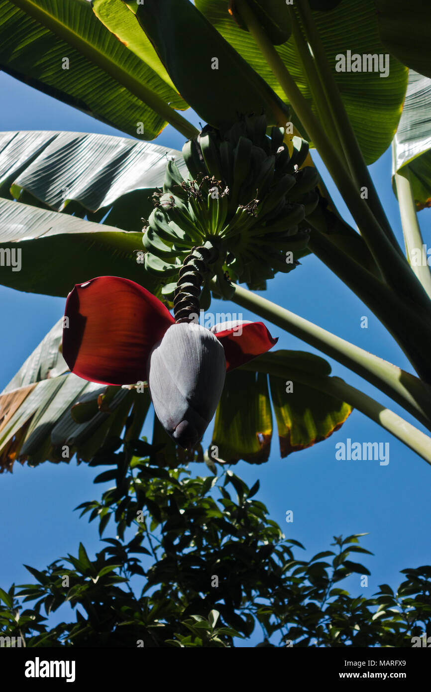 Dettaglio di un giardino a Tombe Saadiane mausoleo di Marrakech, Marocco Foto Stock