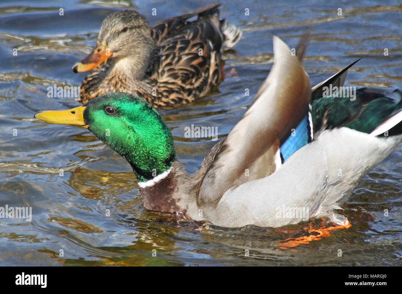 Mallard duck maschio che mostra fuori le sue piume colorate per il suo compagno durante la stagione di accoppiamento Foto Stock