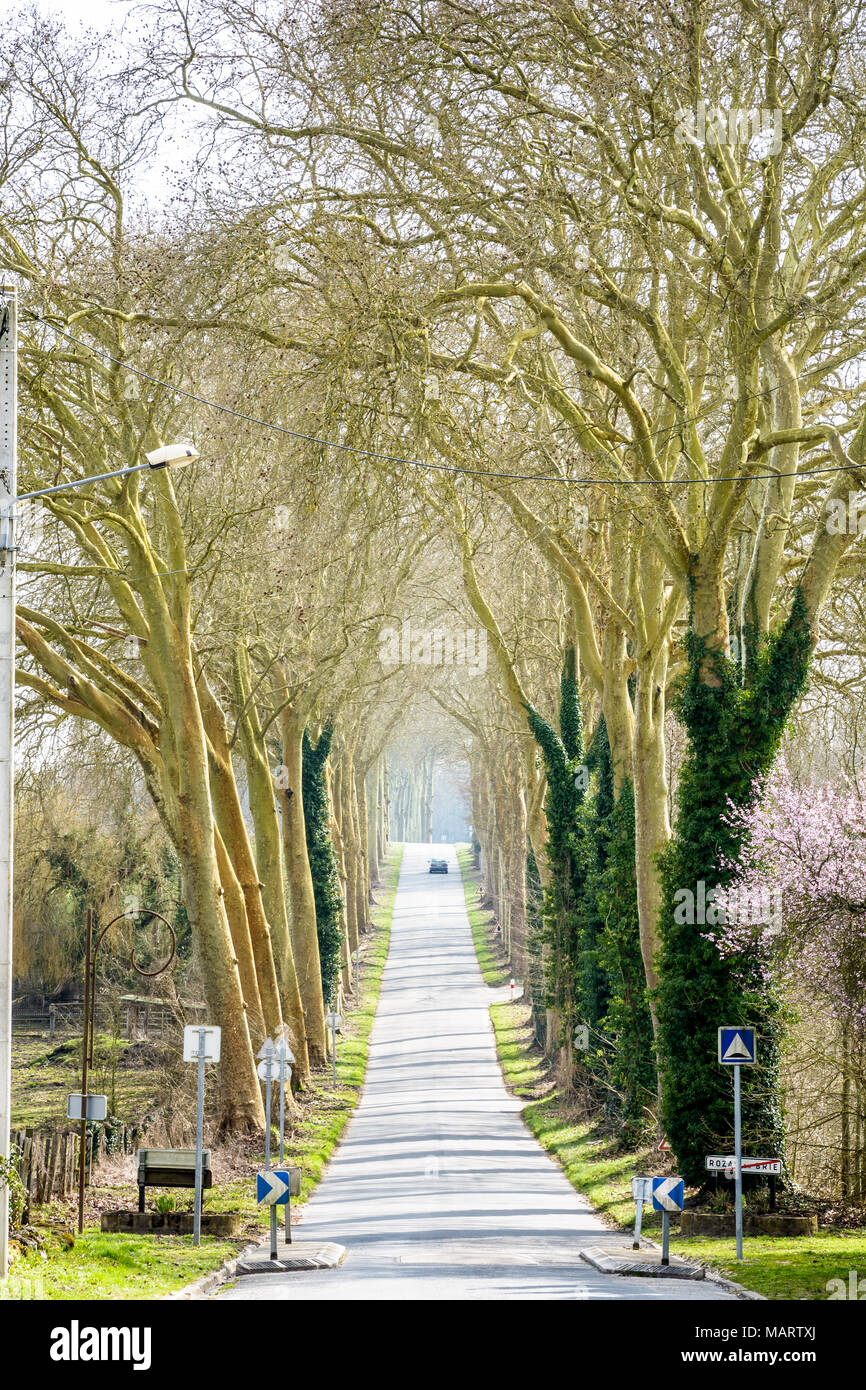 Il piccolo paese di pendenza strada lasciando il villaggio di Rozay-en-Brie al sud, delimitato da due filari di platani, nella campagna francese. Foto Stock