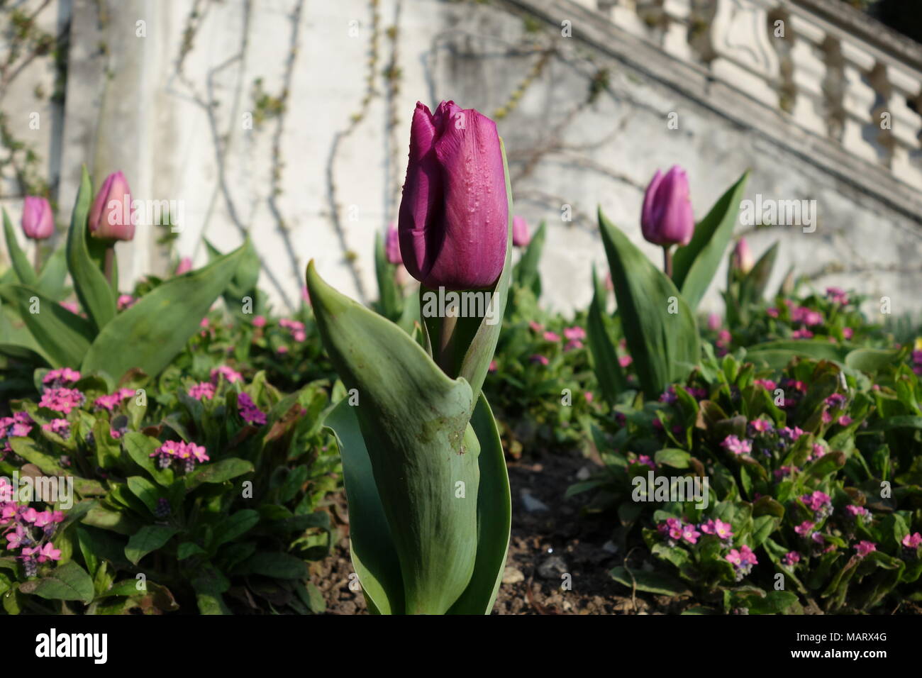 Close-up di un rosa scuro tulip in una primavera aiuola Foto Stock