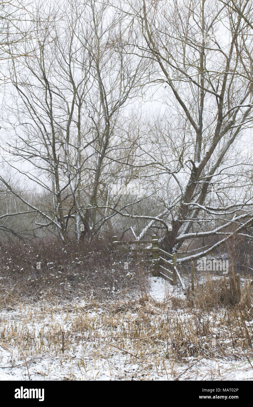 Bosco di macchia dopo la nevicata sul grigio di una giornata invernale in Attenborough Riserva Naturale, Nottinghamshire Foto Stock