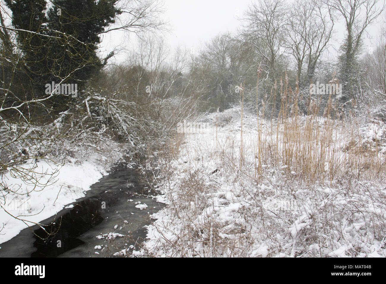 Coperte di neve flusso congelato in una radura del bosco a Attenborough Riserva Naturale, Nottinghamshire Foto Stock