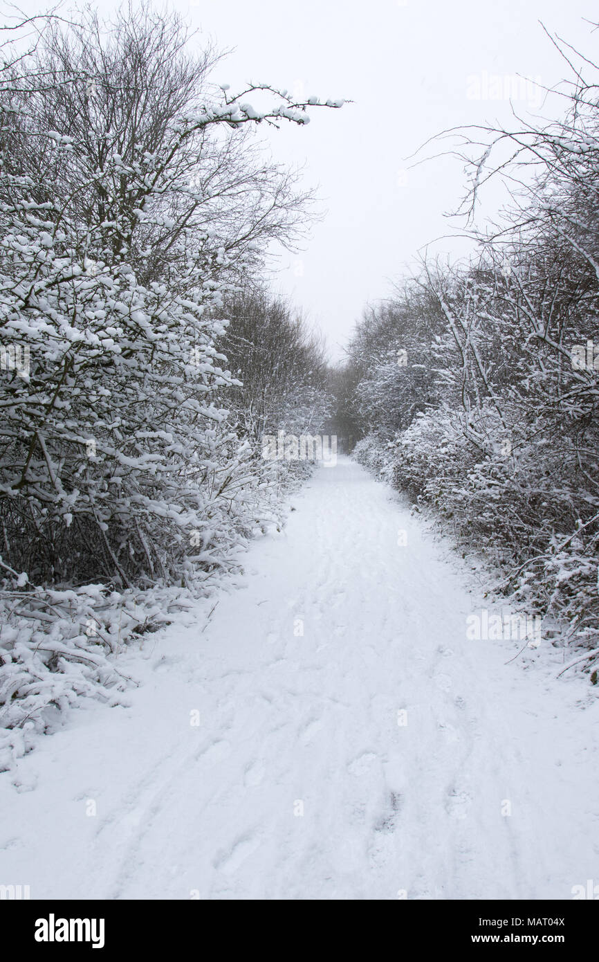 Percorso attraverso un bosco di latifoglie dopo una nevicata, Attenborough Riserva Naturale, Nottinghamshire, Regno Unito Foto Stock