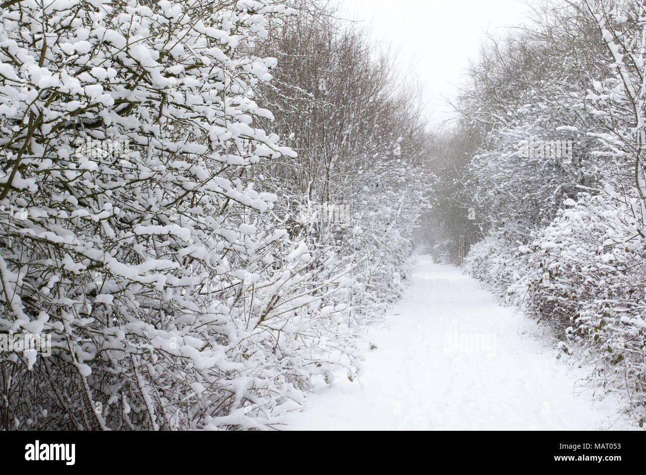 Percorso attraverso un bosco di latifoglie dopo una nevicata, Attenborough Riserva Naturale, Nottinghamshire, Regno Unito Foto Stock
