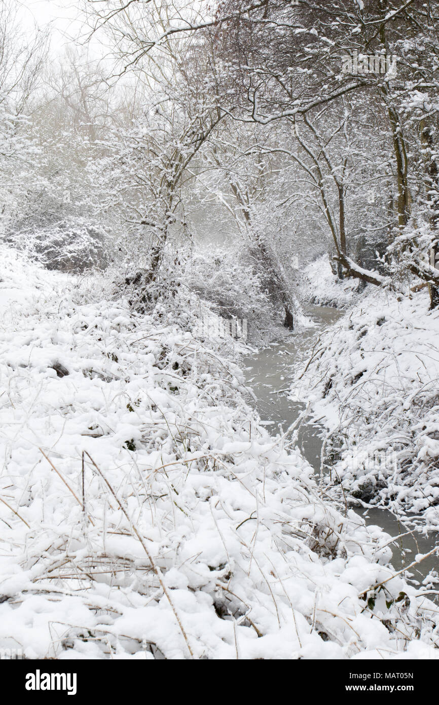 Flusso congelato in un bosco di latifoglie dopo una nevicata in Attenborough Riserva Naturale, Nottinghamshire, Regno Unito Foto Stock