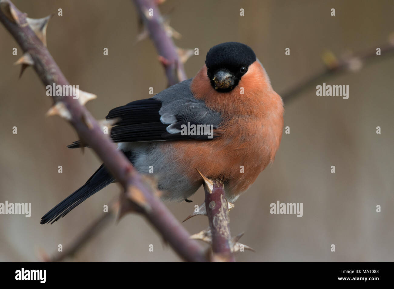 Ciuffolotto (Pyrrhula pyrrhula) Foto Stock