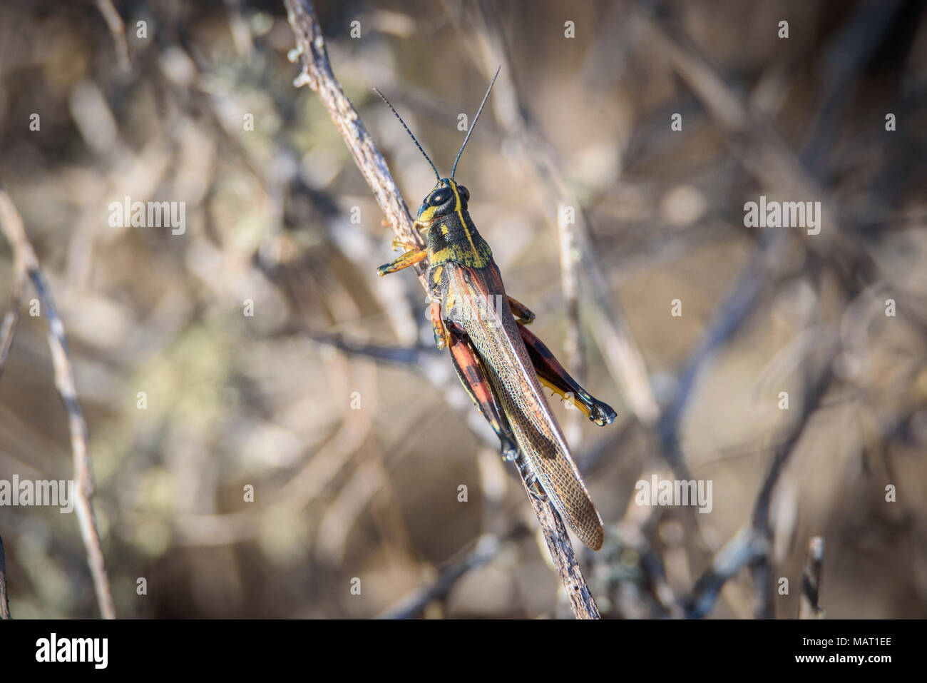Colorati dipinti endemica Locust seduto su un ramo contro un muto sfondo marrone su Isabela Island, Galapagos, Ecuador Foto Stock