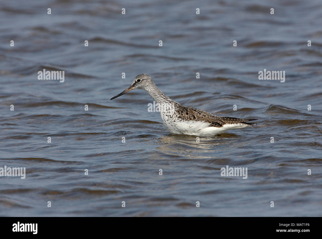 Comune (Greenshank Tringa nebularia) adulto guadare in acque profonde Beidaihe, Hebei, la Cina può Foto Stock