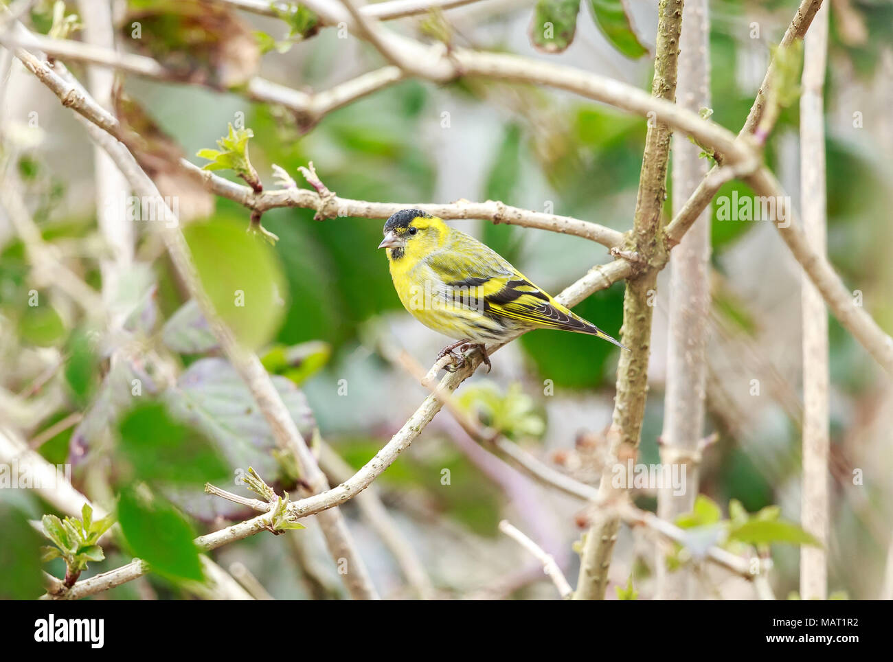 Il lucherino eurasiatico è un piccolo uccello passerine in finch famiglia Fringillidae. È anche denominato European lucherino, lucherino comune o semplicemente Lucherino. Foto Stock