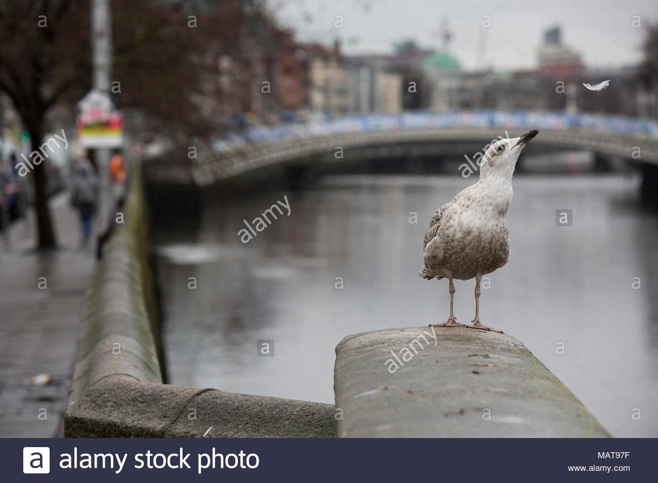 Dublino, Irlanda. 4 apr, 2018. In Irlanda il meteo: un gabbiano dice un triste addio a una delle sue piume su una piovosa mattinata a Dublino. La mattina vide pesante pioggia intermittente radura nel pomeriggio le condizioni meteo più luminoso.Le previsioni per l'Irlanda per mixed meteo con pioggia di venerdì e le temperature in aumento durante il fine settimana. Credito: reallifephotos/Alamy Live News Foto Stock