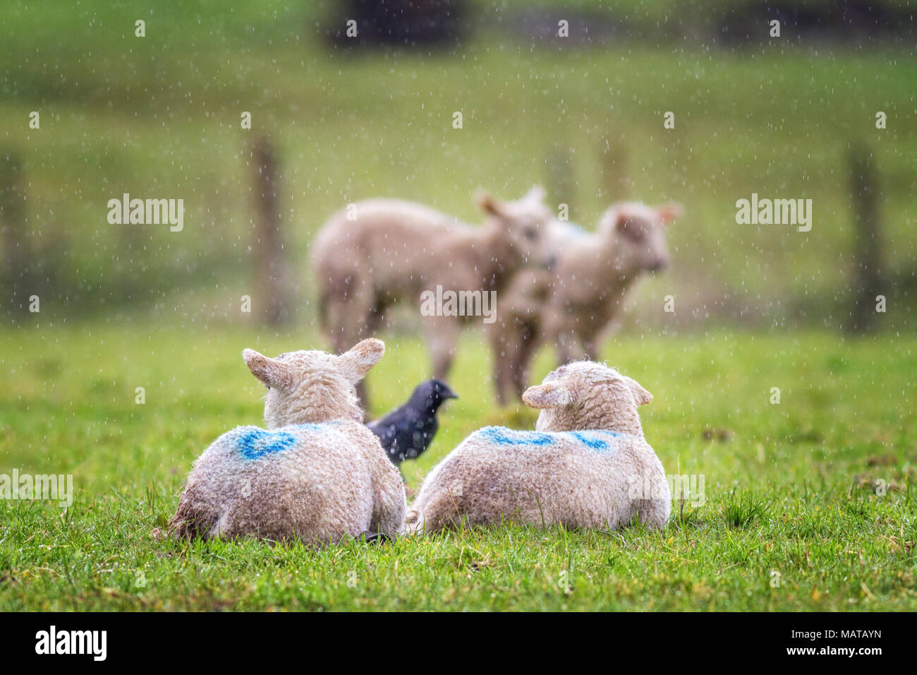 Burley in Wharfedale, West Yorkshire, Regno Unito. Il 4 aprile 2018. Regno Unito meteo: Quattro agnelli e una cornacchia rassegnata ad un umido molto giorno di pioggia. Rebecca Cole/Alamy Live News Foto Stock