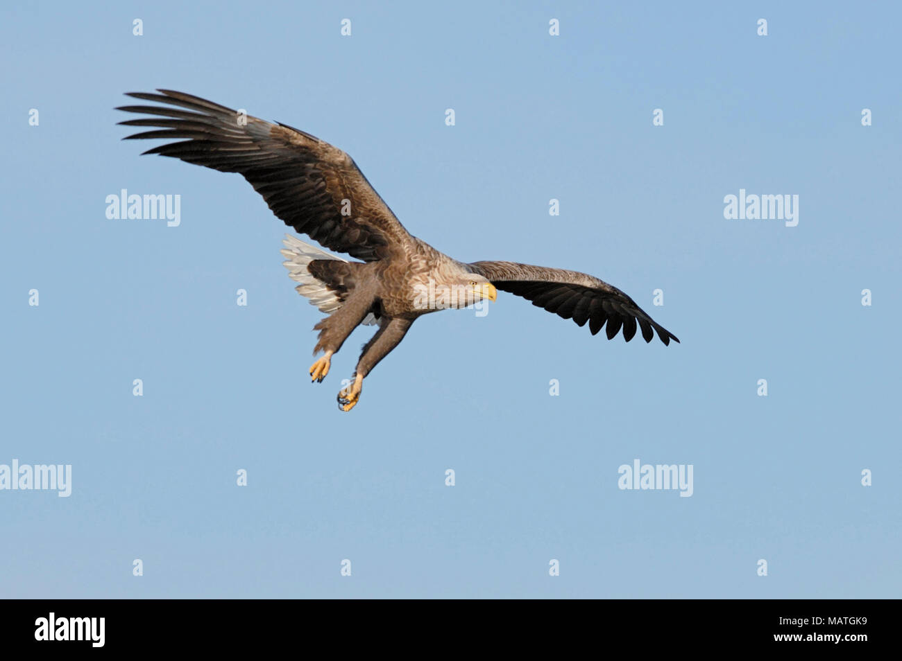 White Tailed Eagle / Sea Eagle / Seeadler ( Haliaeetus albicilla ) in volo contro il cielo blu, caccia, appena prima della cattura della preda, fauna selvatica, l'Europa. Foto Stock