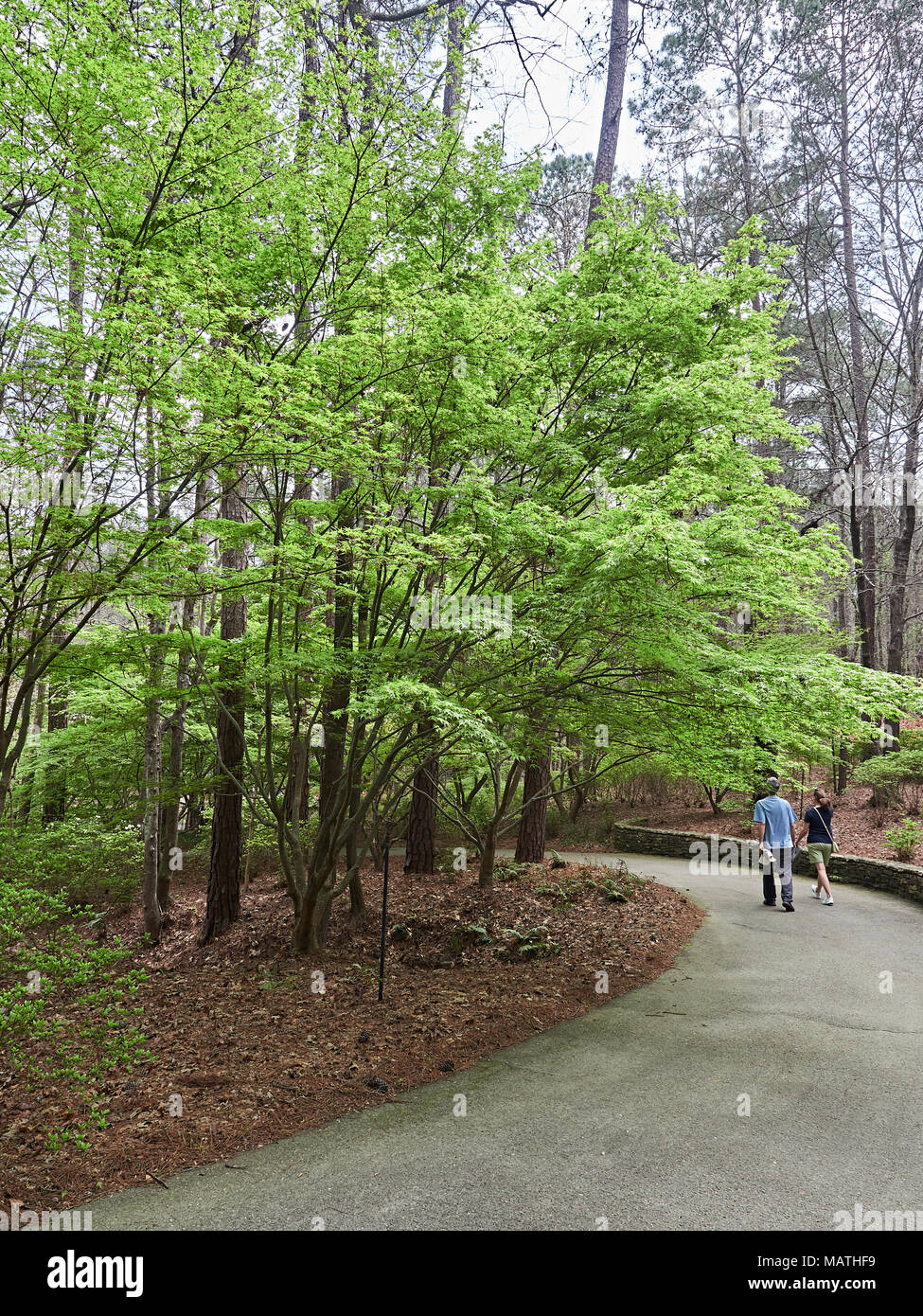 Due persone, uomo e donna, oltrepassando un cavalletto di acero giapponese, Acer Palmatum, gli alberi in un ambiente naturale in Callaway Gardens, pino montano GA USA Foto Stock