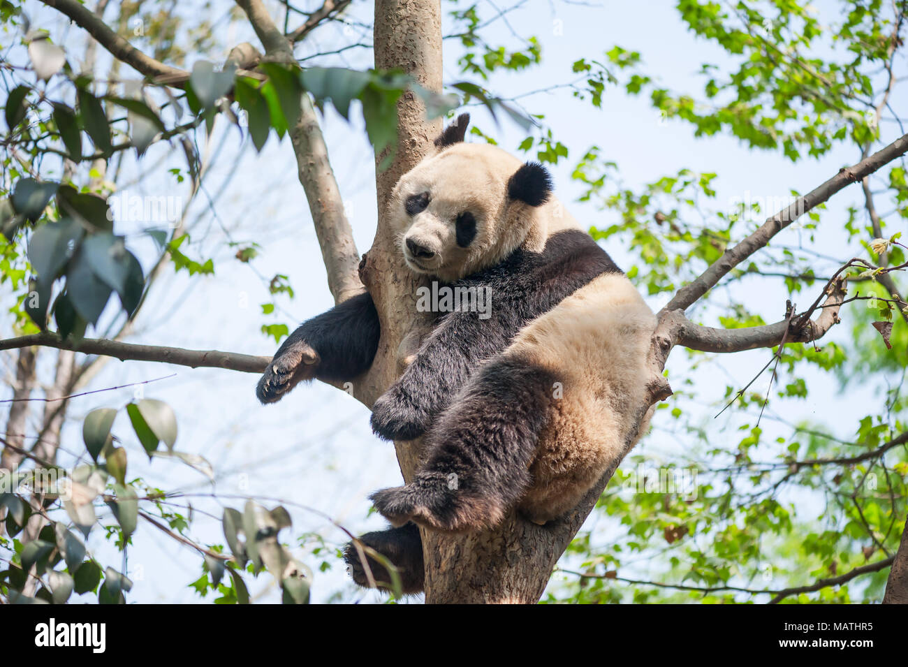 fauna-in-via-di-estinzione-dell-asia-immagini-e-fotos-stock-alamy