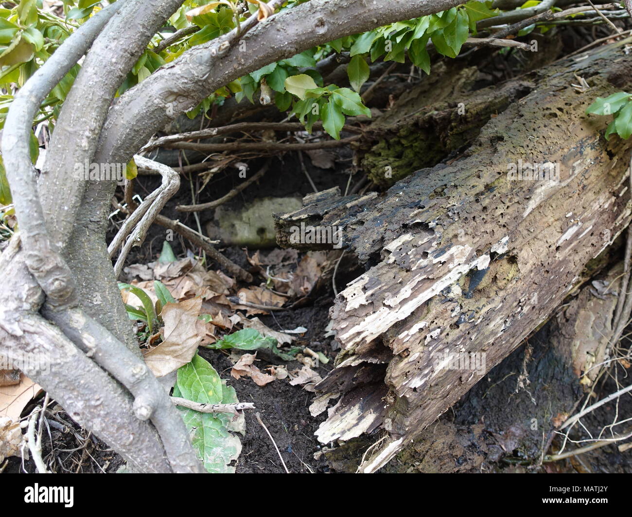 Chiudere l immagine della corteccia con filiali in natura, e foglie verdi all'inizio della primavera, durante le ore diurne. Come nascondere o spot vivente per piccoli animali Foto Stock
