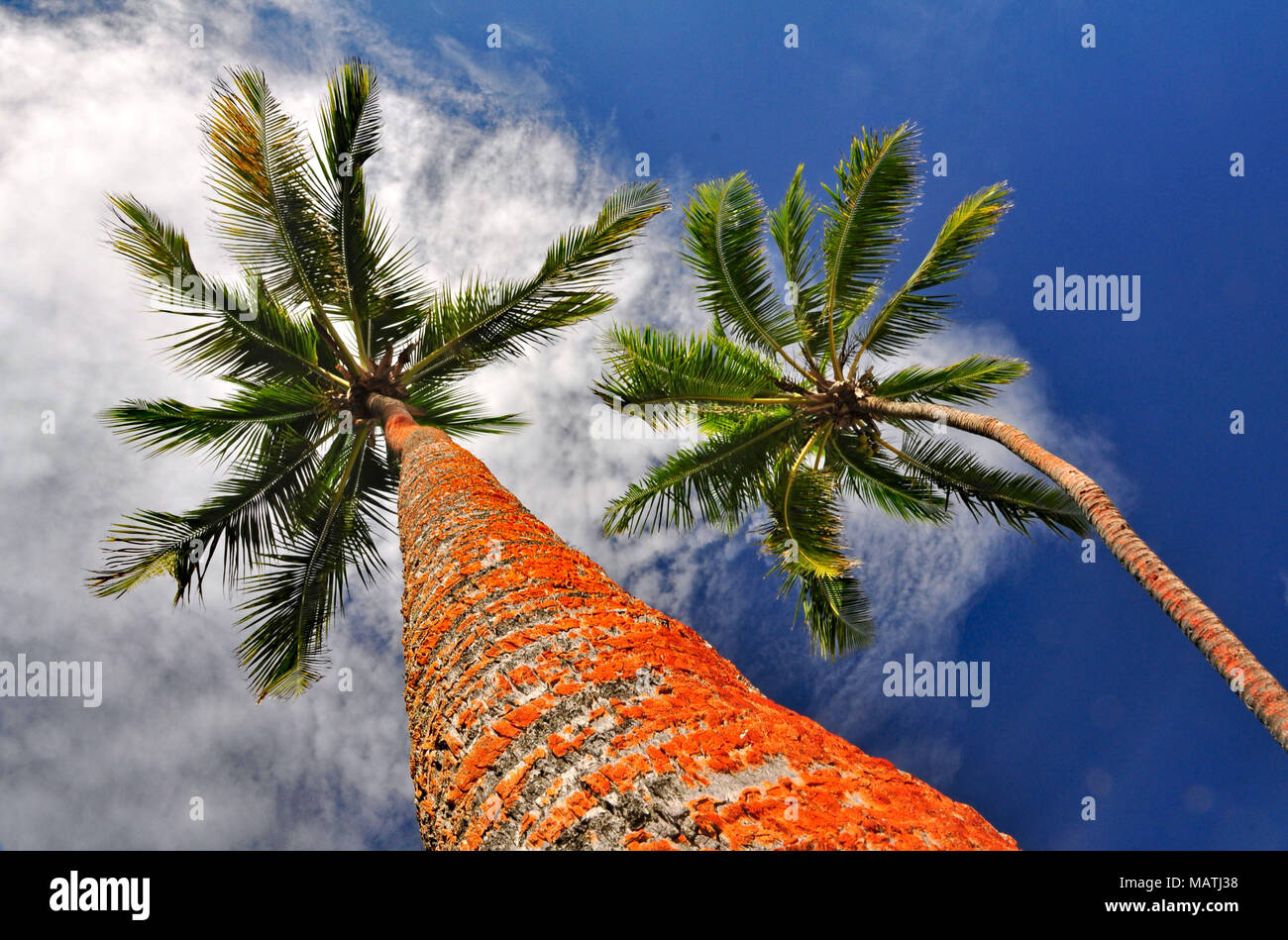 Alberi di Palma contro un cielo tropicale sul bordo della riviera del corallo sull'Isola Fijiano di Viti Levu Foto Stock