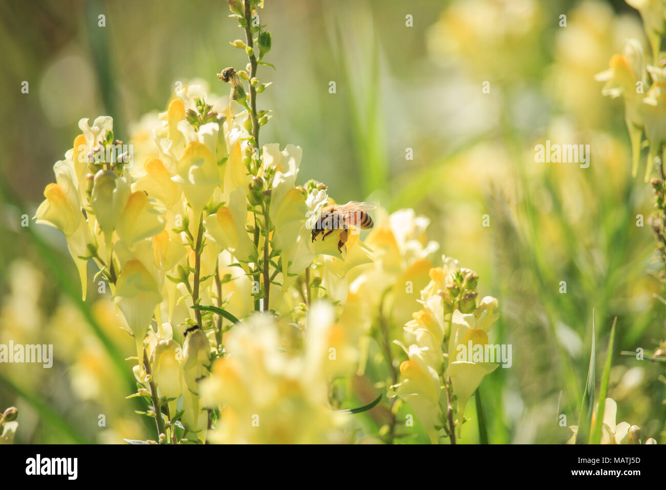 Ape su Linaria vulgaris Foto Stock