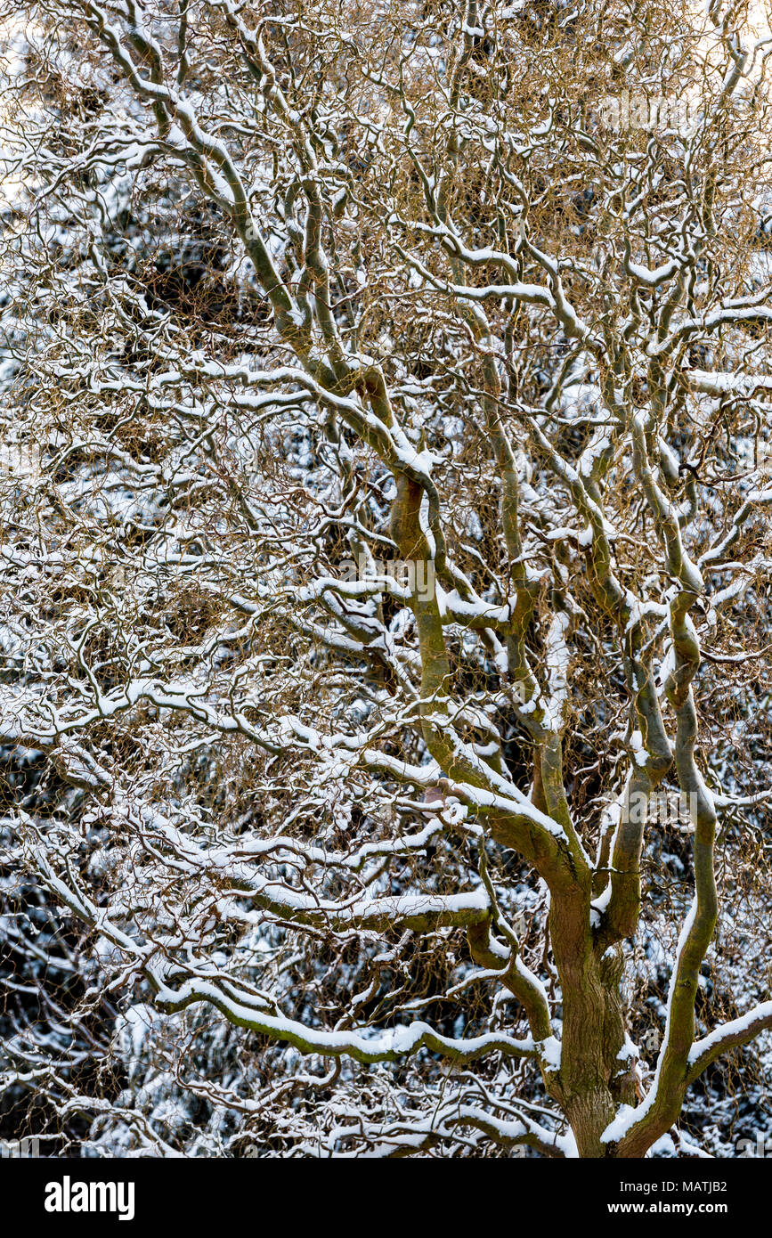 Salix babylonica pekinensis tortuosa in inverno con neve sui rami. Foto Stock