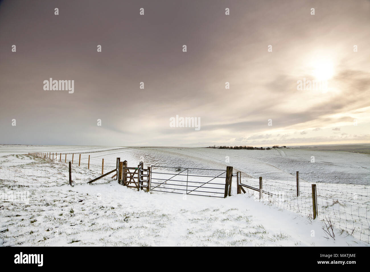 Una copertura di neve sulla collina di latte, parte dell'Pewsey Downs nel Wiltshire. Foto Stock