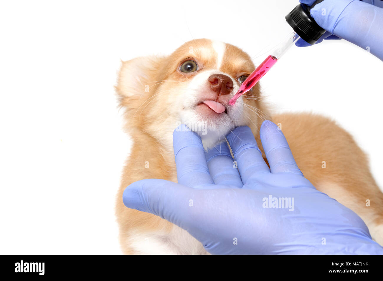 Vet medicina di alimentazione con una siringa a chihuahua cucciolo Foto  stock - Alamy