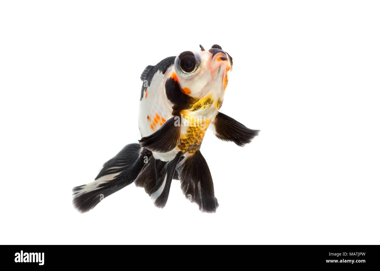 Fancy goldfish isolare su sfondo bianco Foto Stock