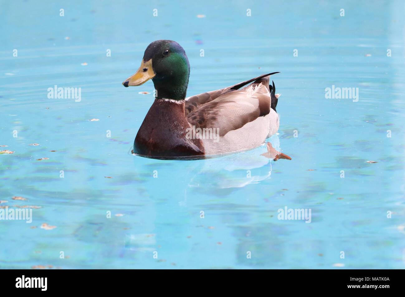 Maschio di Mallard duck nuoto in piscina Foto Stock