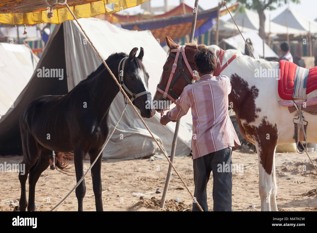 Due cavalli Marwari, un nemico della baia e adulto colorato, tethered da alcune tende che sono maneggiate da un uomo alla fiera del cammello di Pushkar, Pushkar, Rajasthan, India. Foto Stock