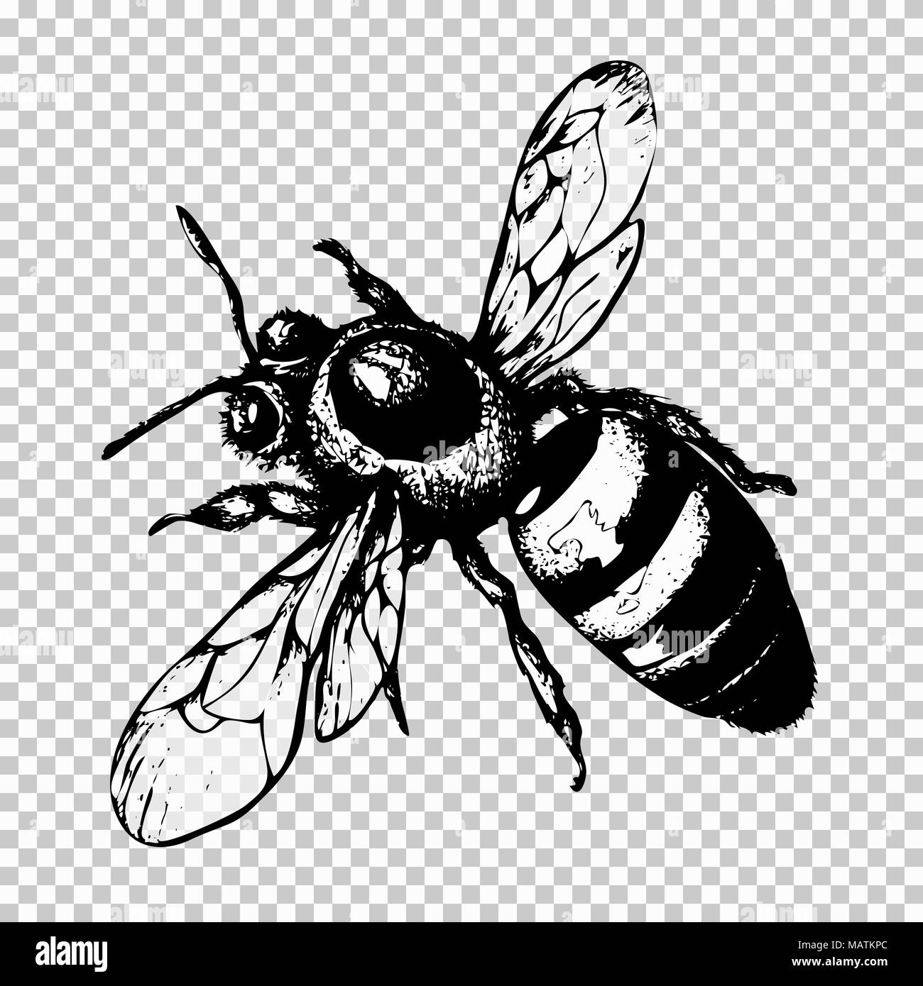 Bee del disegno a mano, nero insetto schizzo su uno sfondo trasparente. Illustrazione Vettoriale Illustrazione Vettoriale