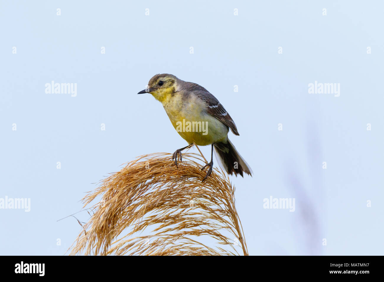 Il citrino Wagtail (Motacilla werae). Denisovo. Rjazan Regione, area Pronsky. La Russia. Foto Stock