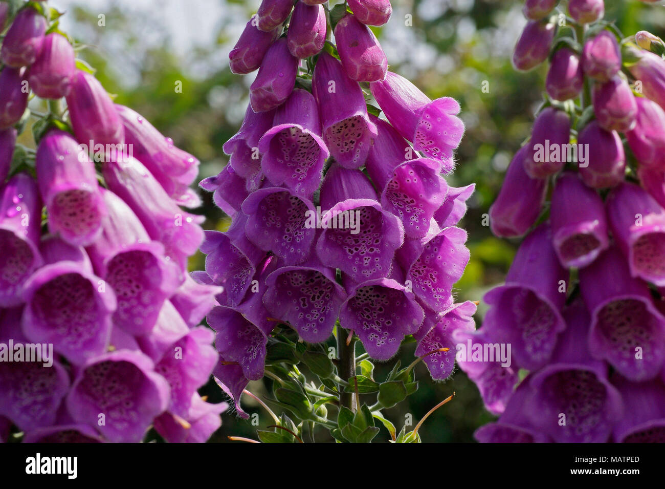 Dettaglio di Digitalis purpurea fiori, una pianta tossica. La foto è stata scattata in Spagna Foto Stock