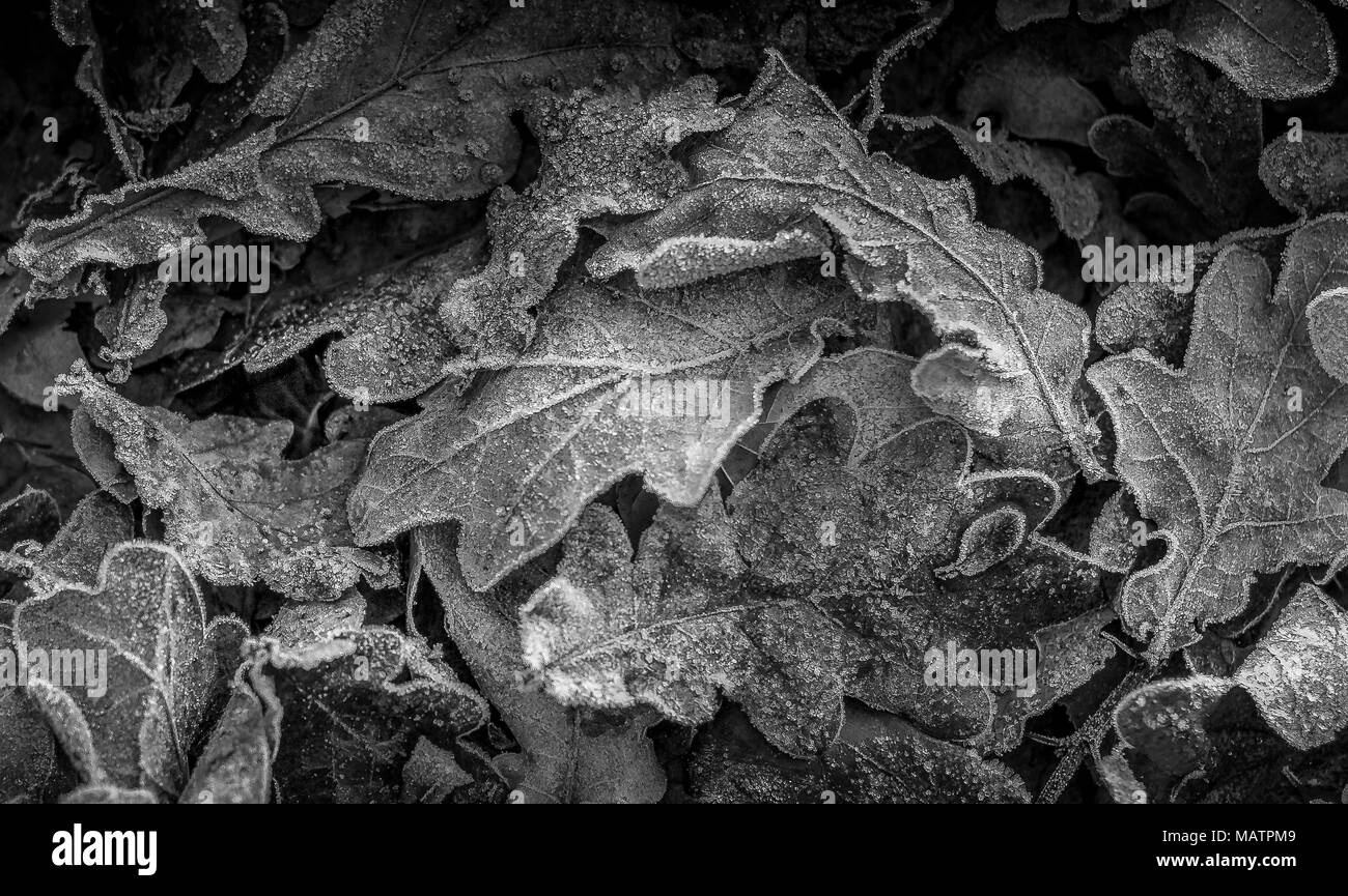 Un gruppo di foglie cadute, leggermente coperto con un fresco frost Foto Stock