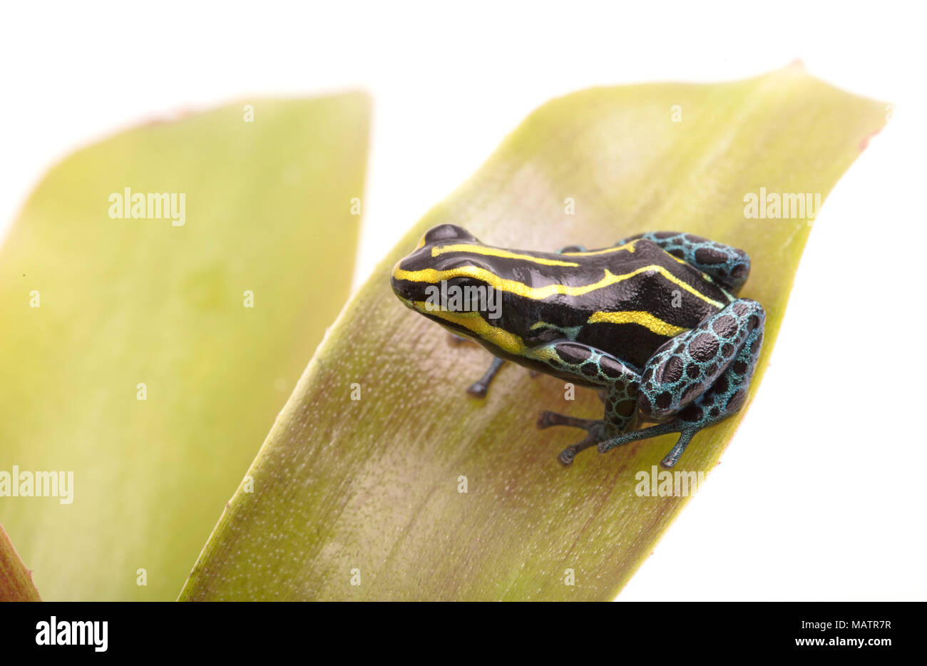 Piccolo giallo listati poison dart frog, Ranitomeya ventrimaculata Rodyll dalla foresta amazzonica in Perù isolati su sfondo bianco Foto Stock