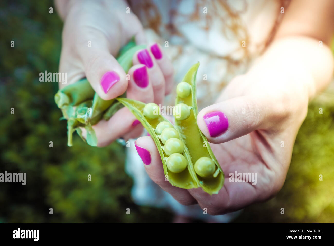 Piselli verdi nella donna le mani Foto Stock