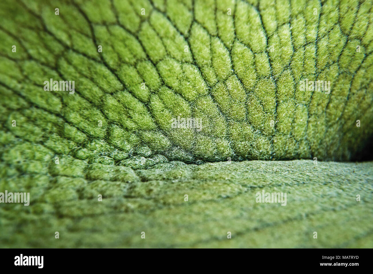 Macro di una felce a tromba Foto Stock