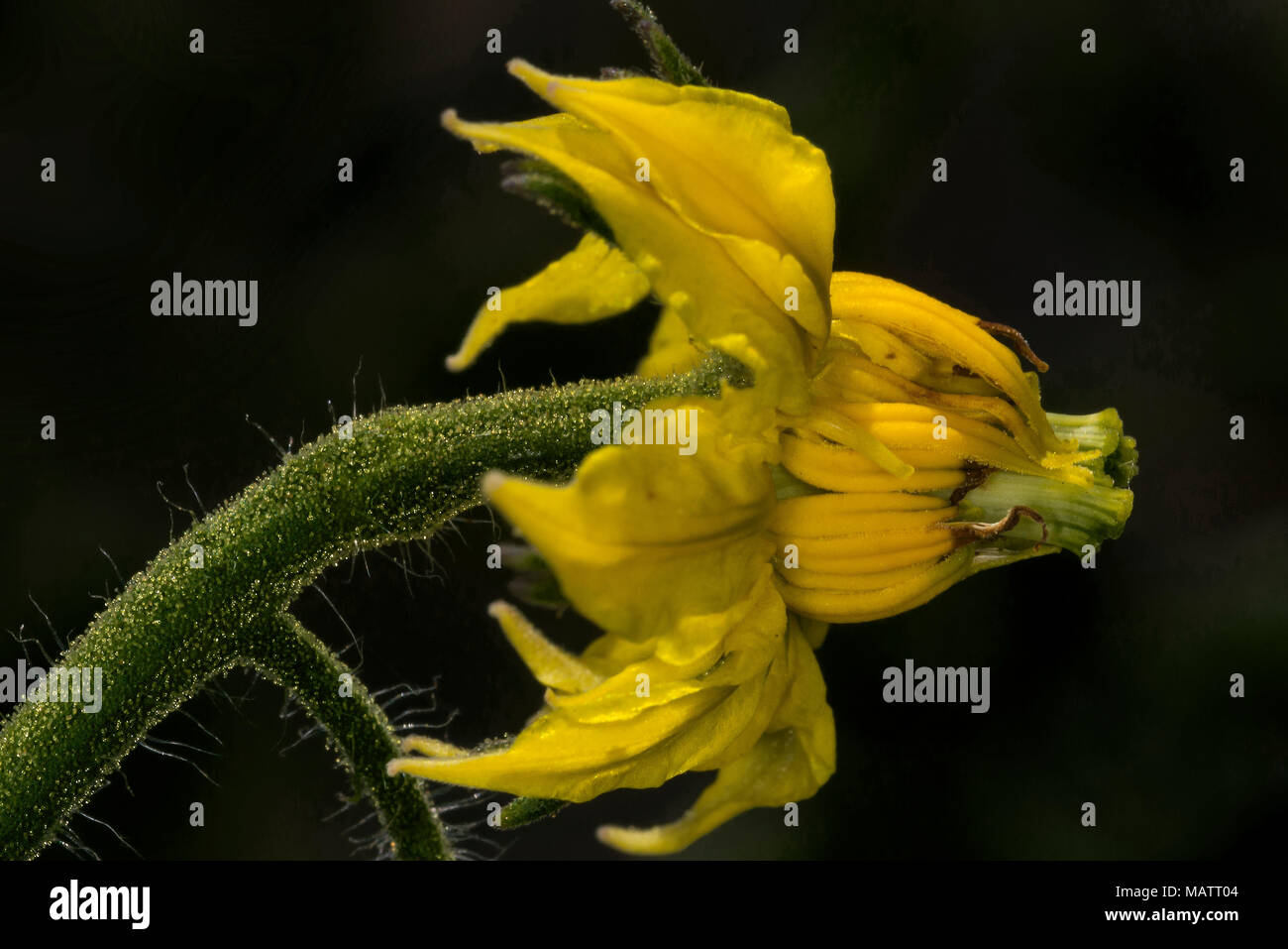 Macro closeup di un fiore di pomodoro in un orto. Foto Stock