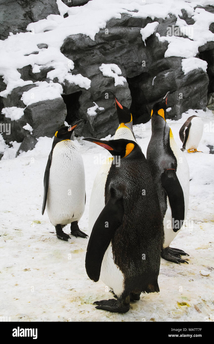 I pinguini in Asahikawa Zoo Foto Stock