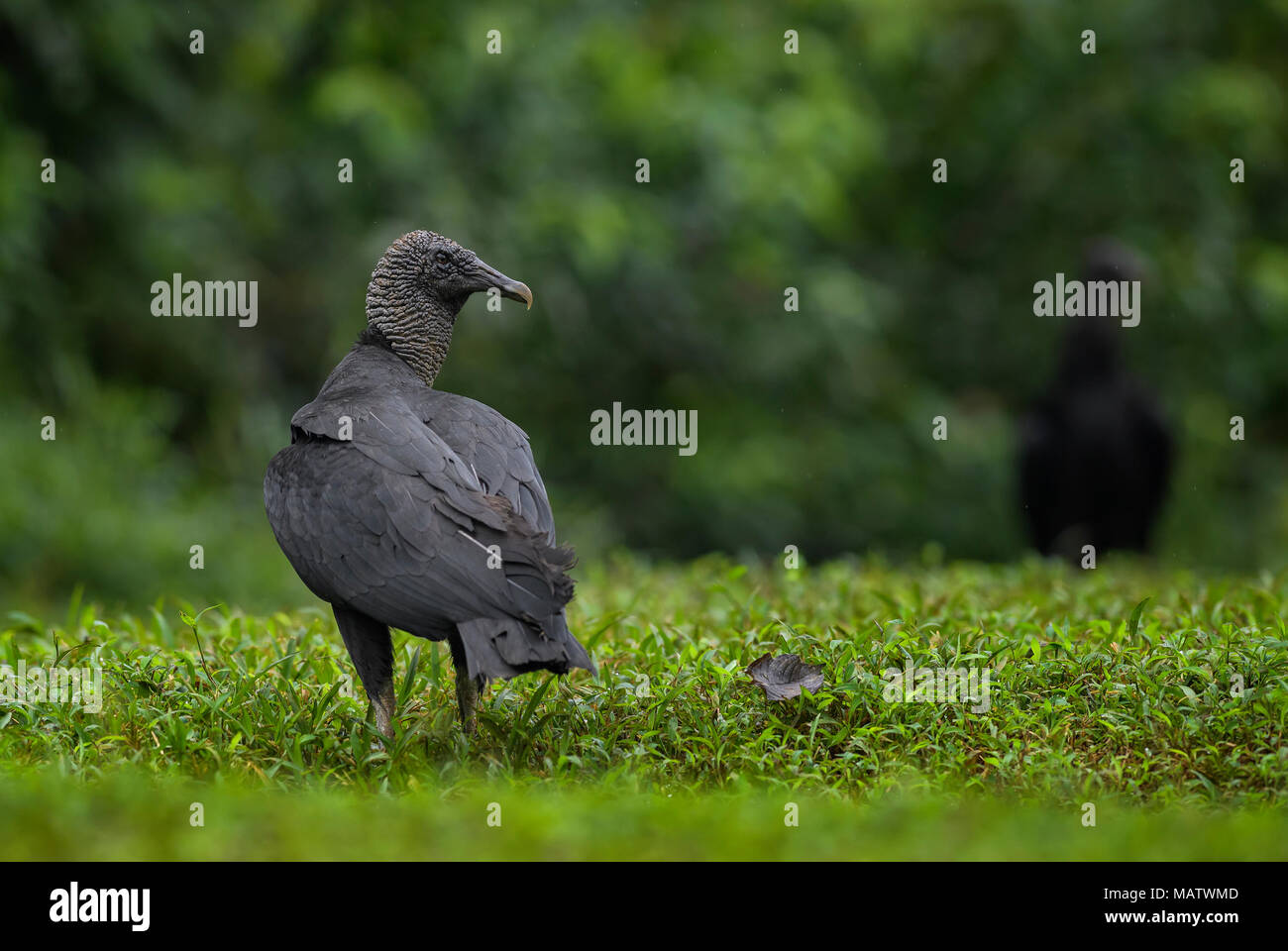 American avvoltoio nero - Coragyps atratus, nero avvoltoio comune dall America Centrale foreste, Costa Rica. Foto Stock