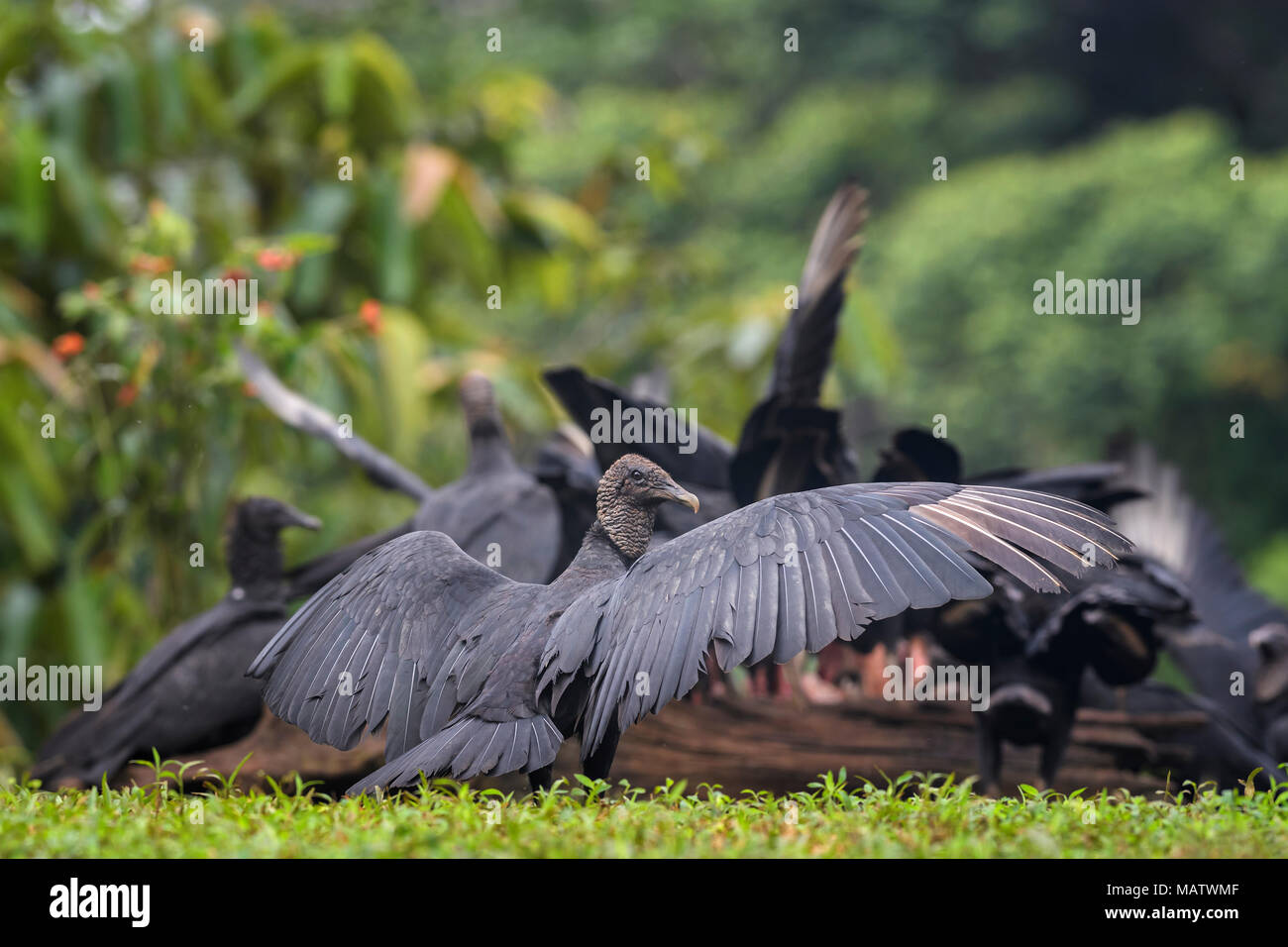 American avvoltoio nero - Coragyps atratus, nero avvoltoio comune dall America Centrale foreste, Costa Rica. Foto Stock