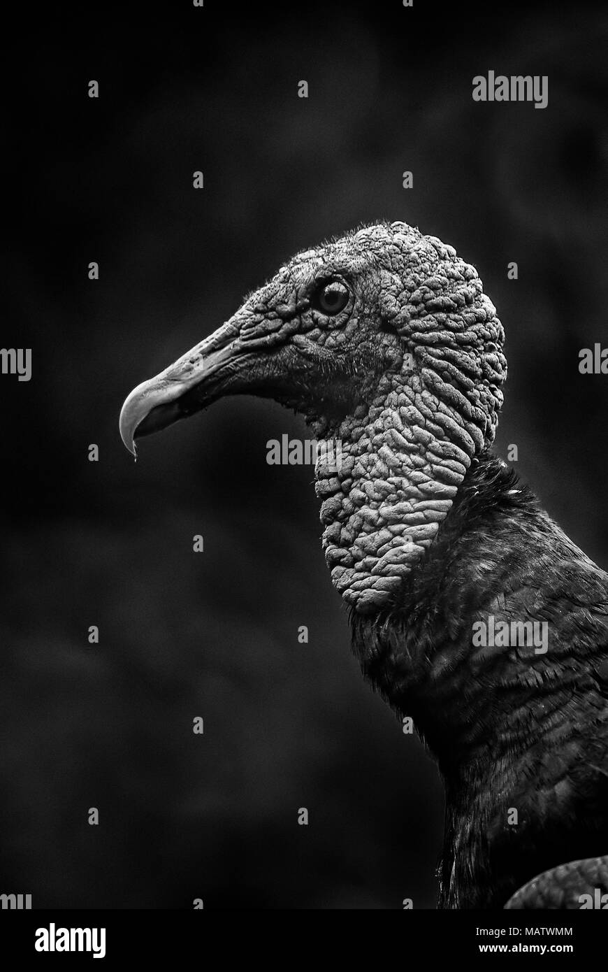 American avvoltoio nero - Coragyps atratus, nero avvoltoio comune dall America Centrale foreste, Costa Rica. Foto Stock