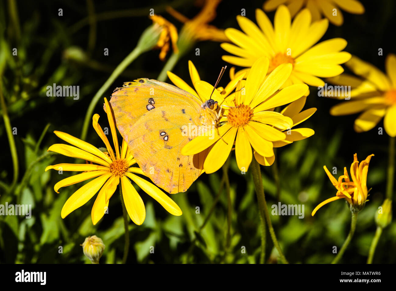 Zolfo senza nuvole butterfly accoccolato tra fiori gialli in Arizona deserto di Sonora. Foto Stock