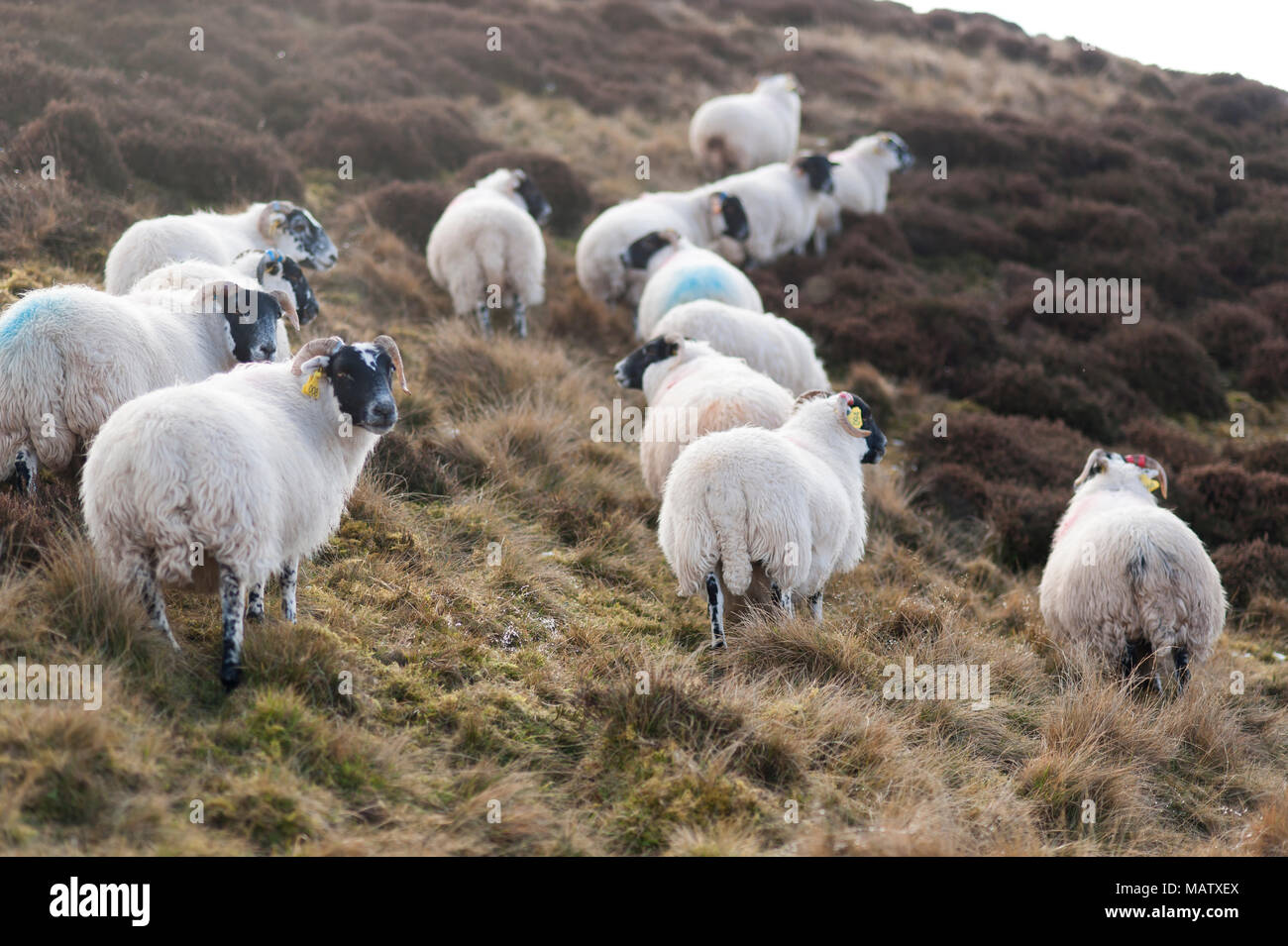 Un gregge di pecore a camminare su una collina nei pressi di Edimburgo Foto Stock