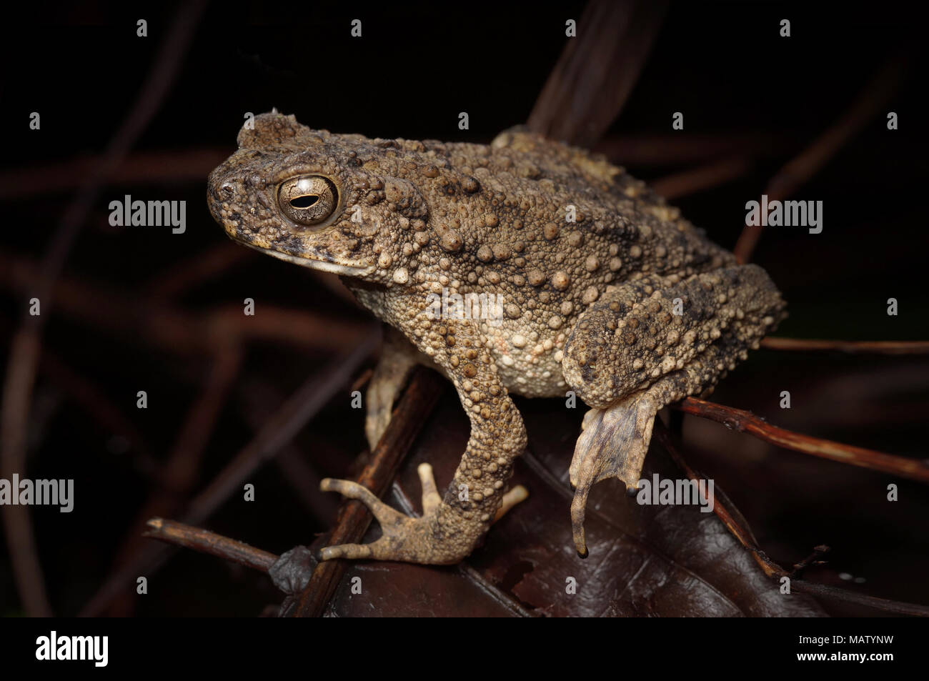 Bufo asper gigante rospo asiatico Foto Stock