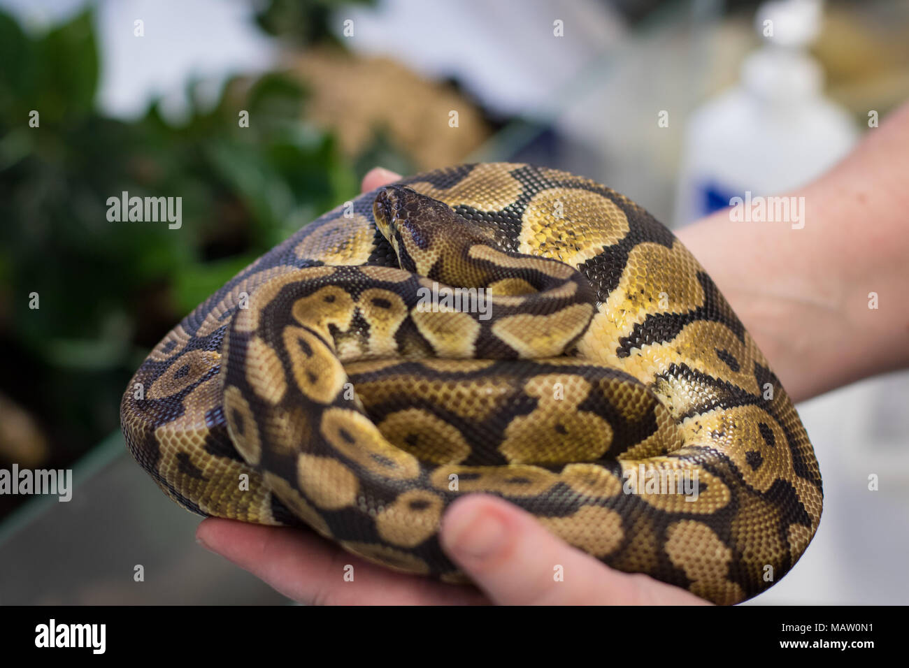 Un adulto ball python tenutasi a una donna di mani Foto Stock