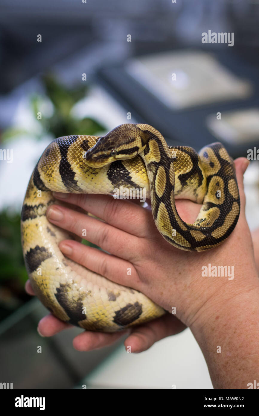 Un adulto ball python tenutasi a una donna di mani Foto Stock